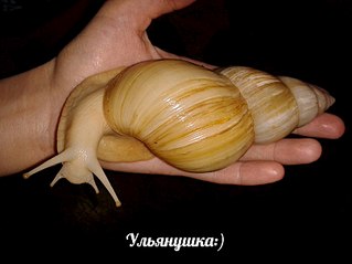 807 X 605 55.2 Kb А у кого дома живут ахатины?