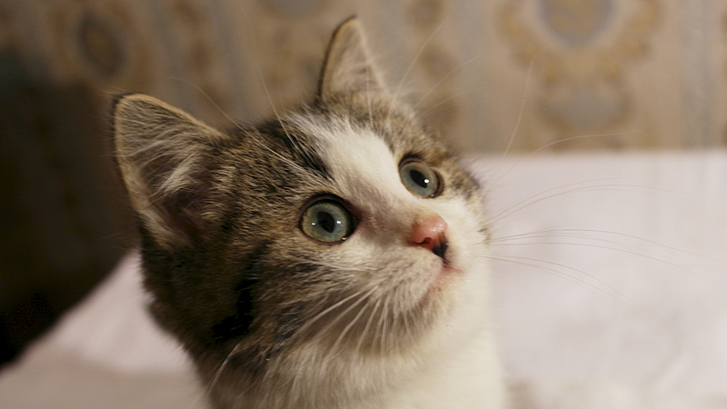 1920 X 1080 598.3 Kb         .