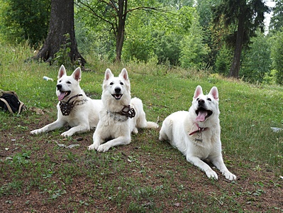 1717 X 1289 402.6 Kb 1820 X 1398 404.7 Kb 1404 X 1259 961.4 Kb    