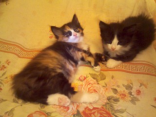 1920 X 1440 550.1 Kb Отдадим в хорошие руки котят