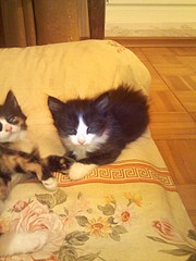 1920 X 2560 970.8 Kb 1920 X 1440 550.1 Kb Отдадим в хорошие руки котят