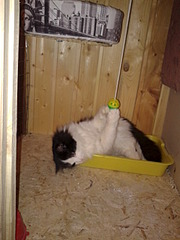 1920 X 2560 238.9 Kb   