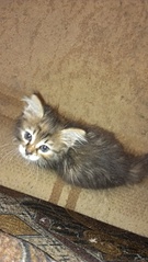 1840 X 3264 381.4 Kb    .