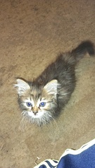 1840 X 3264 310.0 Kb 1840 X 3264 381.4 Kb    .