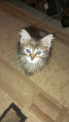 1840 X 3264 358.1 Kb 1840 X 3264 310.0 Kb 1840 X 3264 381.4 Kb    .