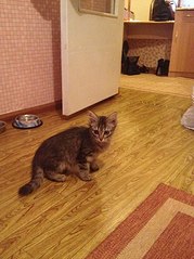 605 X 807 110.5 Kb 605 X 807 112.6 Kb   !