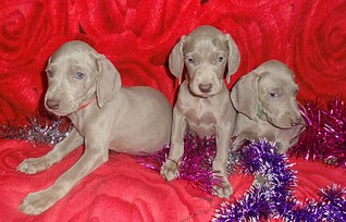 1920 X 1229 615.6 Kb   