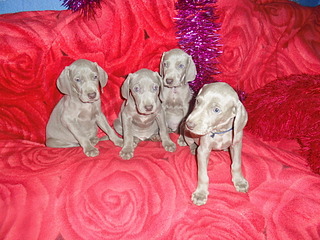 1920 X 1440 920.1 Kb   