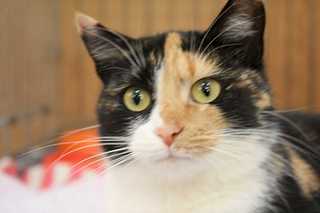 1920 X 1279 82.0 Kb Кошки - очарование мое-2 :) Кошки, коты и котята ищут теплый дом!