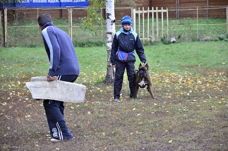 1024 X 678 220.0 Kb 1024 X 678 196.1 Kb 1024 X 678 205.1 Kb Боксёры....у нас появились первые детишки.