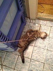 720 X 960 184.8 Kb -   !