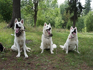 1737 X 1311 435.5 Kb    