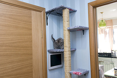 500 X 333 64.8 Kb Где купить или как сделать клетку для кошки ?