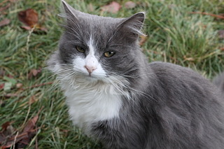 1920 X 1280 485.9 Kb Найден кот