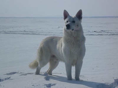 540 X 405 46.3 Kb 600 X 400 136.8 Kb    