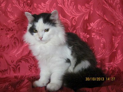 1280 X 960 202.2 Kb �������� �������-������� � ������ ����