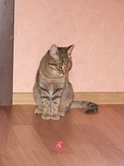 768 X 1024  92.5 Kb ����� � ������ ����