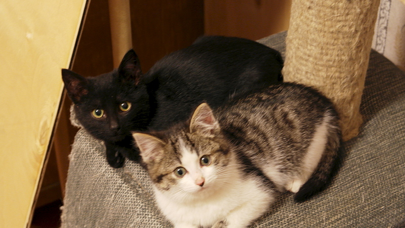 1920 X 1080 793.1 Kb  ,       .