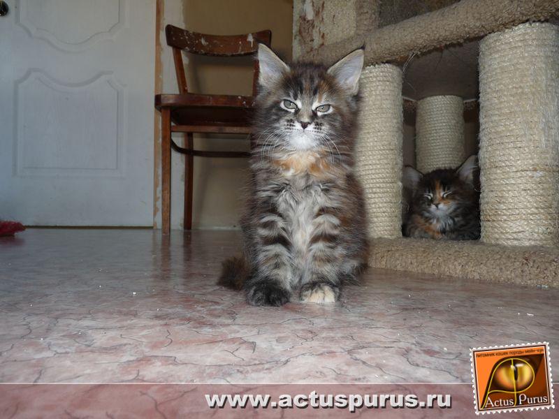 800 x 600 Питомник Мейн-кунов 'Аctus Рurus'. Ласковые ГИГАНТЫ.