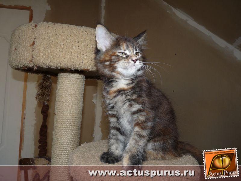 800 x 600 800 x 600 Питомник Мейн-кунов 'Аctus Рurus'. Ласковые ГИГАНТЫ.