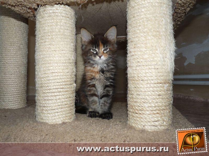 800 x 600 800 x 600 800 x 600 Питомник Мейн-кунов 'Аctus Рurus'. Ласковые ГИГАНТЫ.