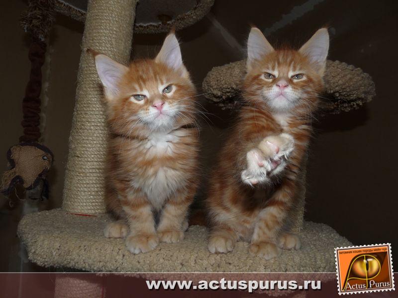 800 x 600 800 x 600 800 x 600 800 x 600 800 x 600 Питомник Мейн-кунов 'Аctus Рurus'. Ласковые ГИГАНТЫ.