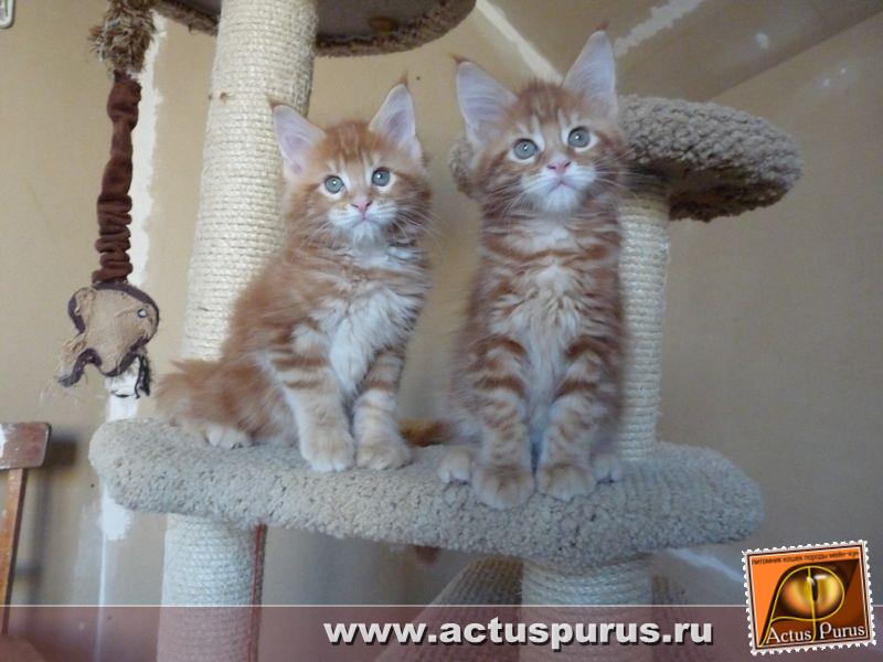 800 x 600 Питомник Мейн-кунов 'Аctus Рurus'. Ласковые ГИГАНТЫ.