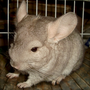 1431 X 1431 162.4 Kb 1246 X 1152 976.5 Kb     ' '