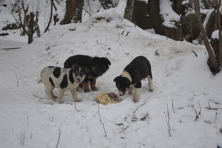 1920 X 1280 412.0 Kb Три бездомных щенка под мостом