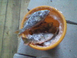 640 X 480 128.4 Kb Ураа! Лёд встал. Открываем зимний сезон