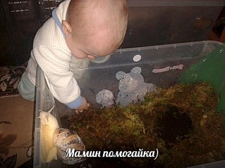 807 X 605 88.4 Kb А у кого дома живут ахатины?