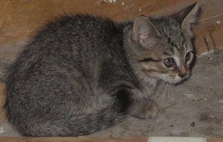 898 X 575 960.7 Kb 1768 X 856   2.5 Mb    