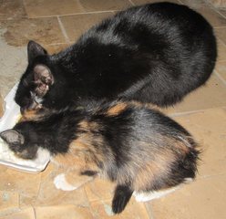 1873 X 1811   6.6 Mb    