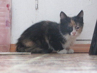 1920 X 1440 499.7 Kb 1873 X 1811   6.6 Mb    