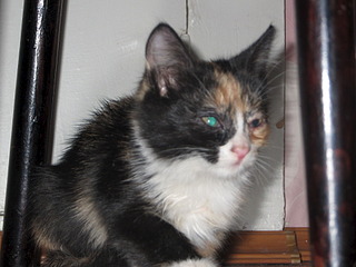 1920 X 1440 508.8 Kb 1920 X 1440 499.7 Kb 1873 X 1811   6.6 Mb    