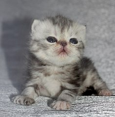 1008 X 1024 149.1 Kb 1280 X 853 153.9 Kb 1280 X 797 146.1 Kb ЭКЗОТИКИ! Любимые мордахи...Милости просим ВСЕХ экзотов и персов показать СЕБЯ!