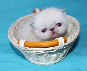 1251 X 1024 149.3 Kb 1280 X 849 131.1 Kb 1111 X 1024 96.8 Kb ЭКЗОТИКИ! Любимые мордахи...Милости просим ВСЕХ экзотов и персов показать СЕБЯ!