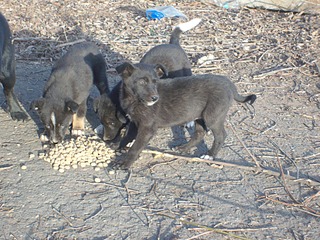 1920 X 1440 811.8 Kb ,   ...    !