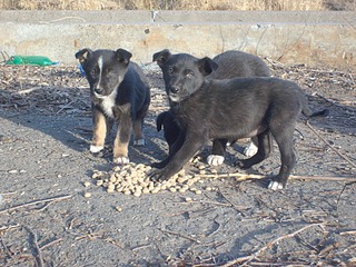 1920 X 1440 891.9 Kb 1920 X 1440 811.8 Kb ,   ...    !