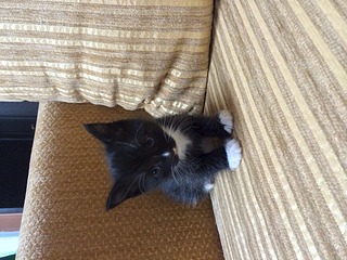 1920 X 1440 640.2 Kb красивые котятки ищут добрые руки)