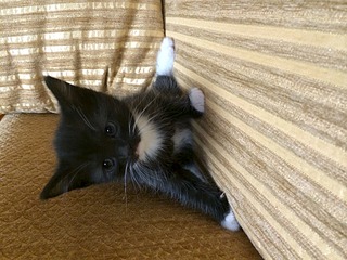 1920 X 1440 592.0 Kb красивые котятки ищут добрые руки)