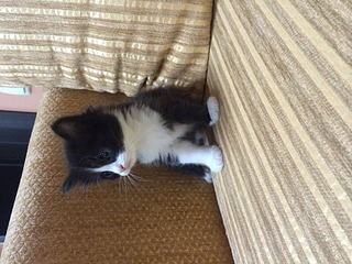 1920 X 1440 611.8 Kb красивые котятки ищут добрые руки)