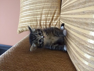 1920 X 1440 514.9 Kb     )