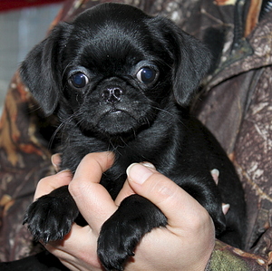 1920 X 1915 283.4 Kb  .