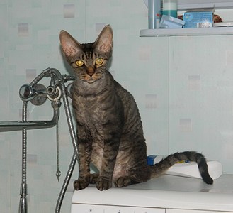 1920 X 1749 463.9 Kb - 