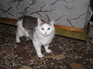 1920 X 1440 750.7 Kb     ,  