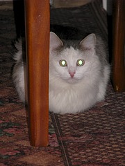 1920 X 2560 994.1 Kb 1920 X 1440 659.7 Kb 1920 X 1440 750.7 Kb     ,  