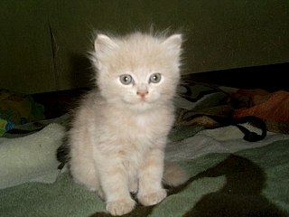 1280 X 960 146.1 Kb      !