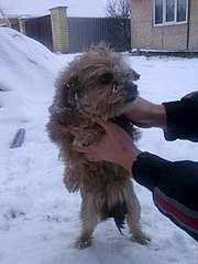 453 X 604 50.0 Kb Маленькая комнатная собачка замерзает на улице