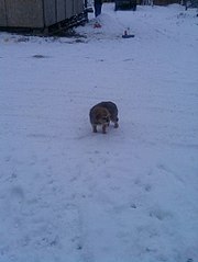 453 X 604  34.0 Kb 453 X 604  50.0 Kb      